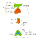아드레날린 이미지