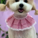 펫트리멍 네이버블로그