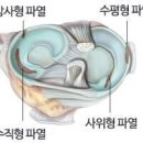 내측반월상연골(MM:medial meniscus) 이미지