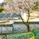 추사 유배길 - 3코스 사색의 길 | 봄날의 고택 산책 수선화 향기 가득한 예산 추사고택에서의 하루