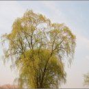 언제나 내곁에 이미지