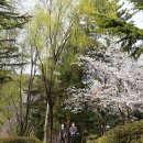 효자 Daum카페
