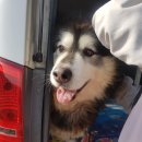 (주)보담 Daum카페
