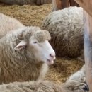 카펠라펜션 이미지