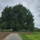 원주굽이길 원7코스 반계리은행나무길 이미지