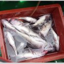 연안유선 이미지