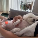 미용해주개 이미지