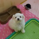 봉순이 - 양양군 | 봉순이