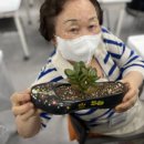 고무신 꾸며 다육이 심기 이미지