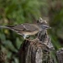 흰눈썹붉은배지빠귀 Eyebrowed Thrush 이미지