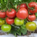 효민농장 이미지