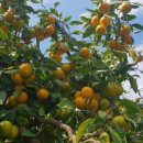 웰빙농장2 이미지