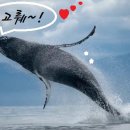 청와(아) 이미지