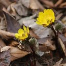 싱그랭이 이미지