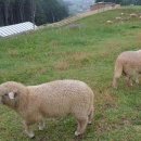 상관목장 이미지