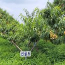 영봉농장 이미지