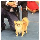 윈터펠 치와와 이미지