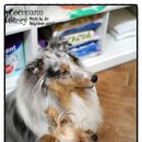 개털깎는남자 이미지