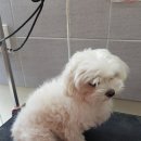 마루종합동물병원 이미지