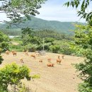 꼭지목장 이미지