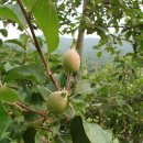 보선농장 이미지