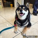 베스트 프렌즈 동물병원 | 시바견 기관지협착증 캑캑거림 증상으로 인동베스트동물병원 다녀왔어요