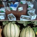 1800만원짜리 메론 이미지