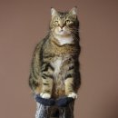 목욕하는고양이 이미지