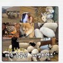 제주코기네 | [제주 동물체험] 새별프렌즈 아이와 가 볼 만한 곳 이색데이트 솔직후기