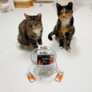 더나은펫 | 고양이 입냄새 제거 영양제 '애니펫워터' 강아지 고양이 펫 냄새 감소 건강 워터