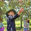 사과밭 체험🍎 이미지