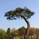 좋은소나무 이미지