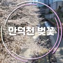 개나리아파트 놀이터 | 만덕 벚꽃 명소 만덕천 개화현황 주차정보 솔직후기