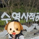 수영사적공원 벚꽃구경 방문후기