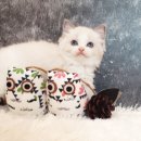 우성미트 이미지
