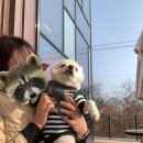 궁전애견 이미지