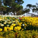 튜울립 이미지