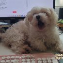 모호한 관념 이미지