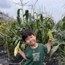 옥수수밭 🌽, 소 축사 견학 🐂 이미지
