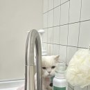 소나캣 이미지