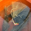 대야카센타 이미지