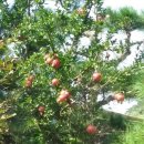 궁평농장 이미지