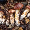 효은농장 이미지