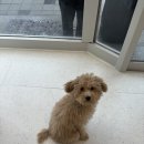 러브시티독 이미지