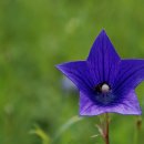 도라지마을 이미지