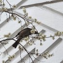 화이트홀 이미지