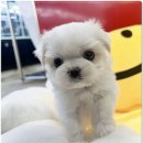 펫365 강아지분양 고양이분양 전주본점 이미지