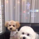 59펫살롱 이미지