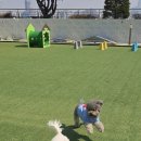 털로덮인 친구들 네이버블로그