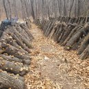 가지산천마영농조합 이미지